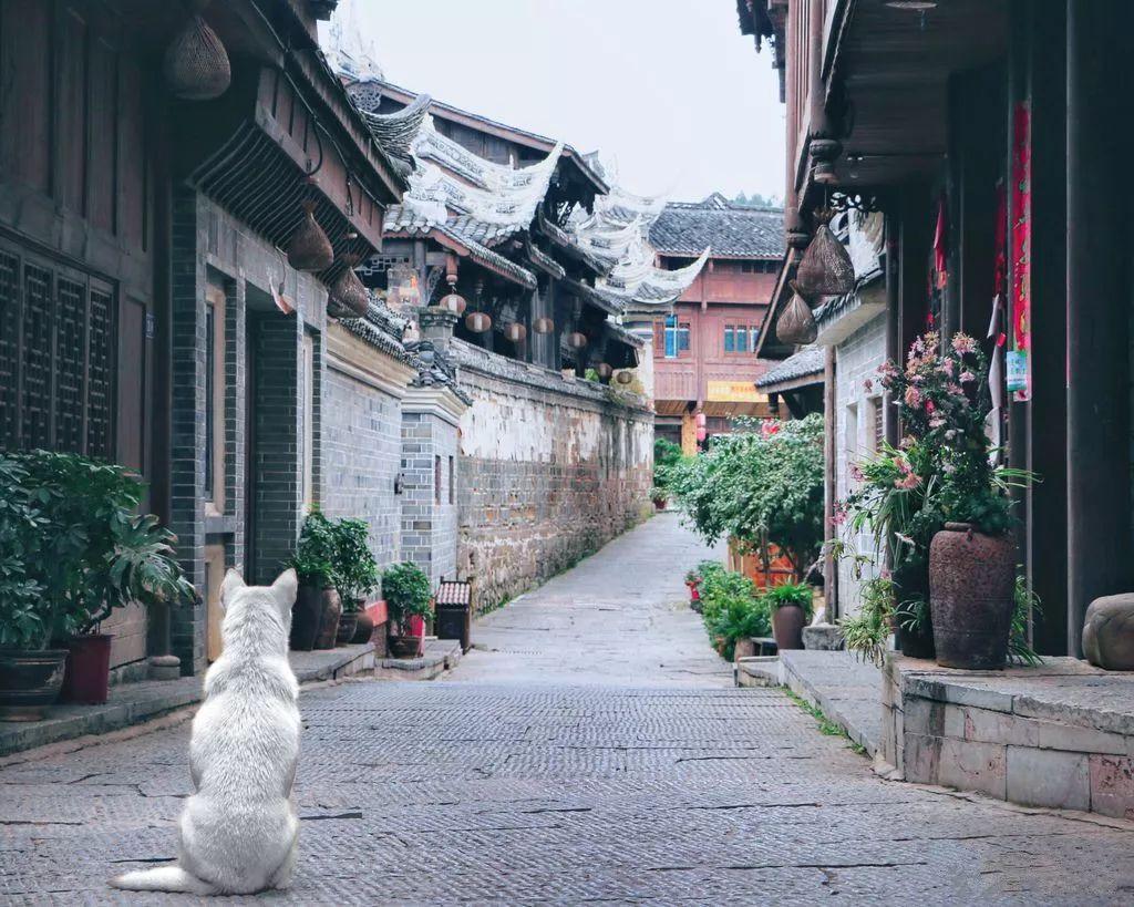 探探猫之飞天萌猫